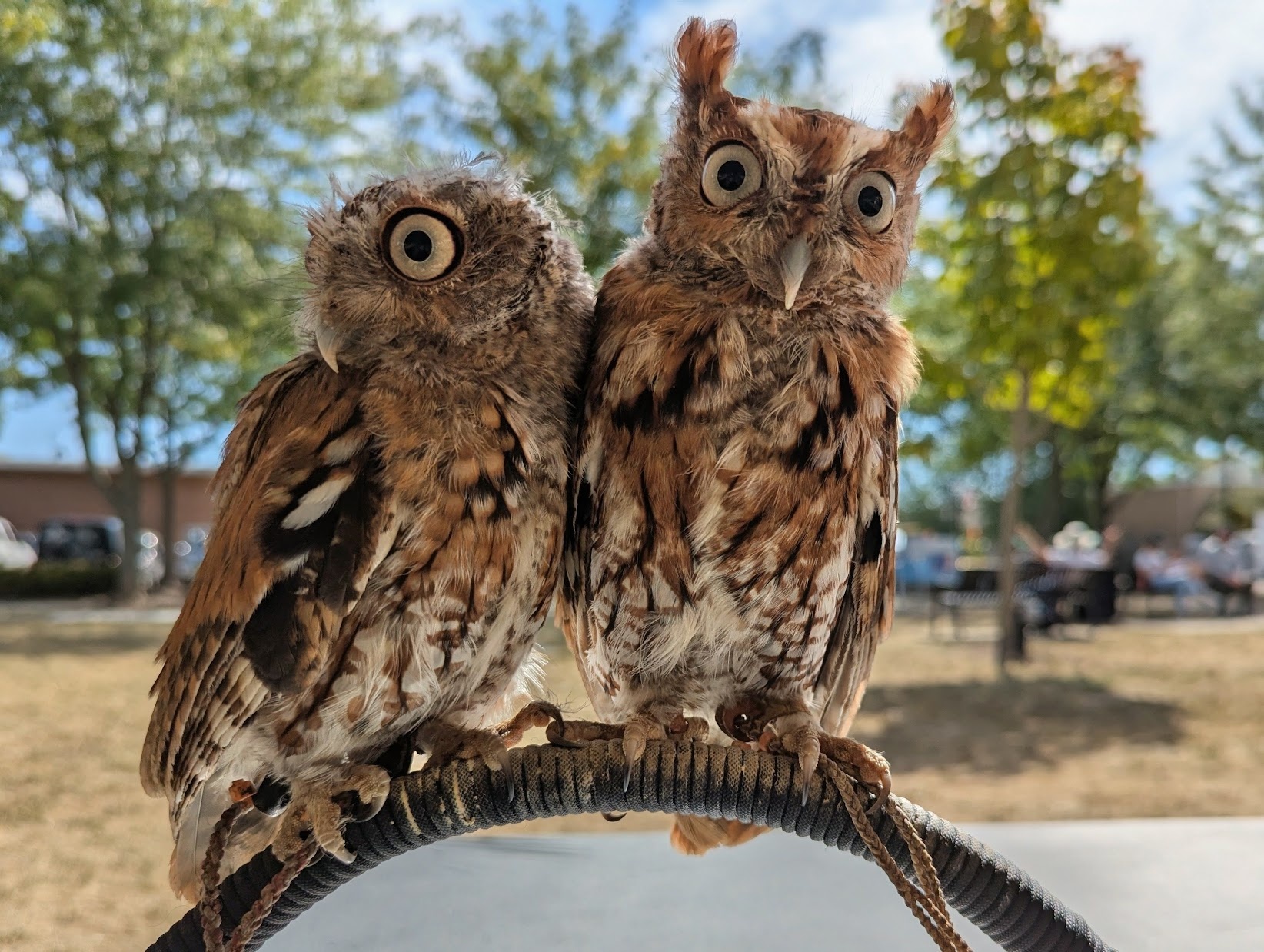 Ron the Red Screech Owl