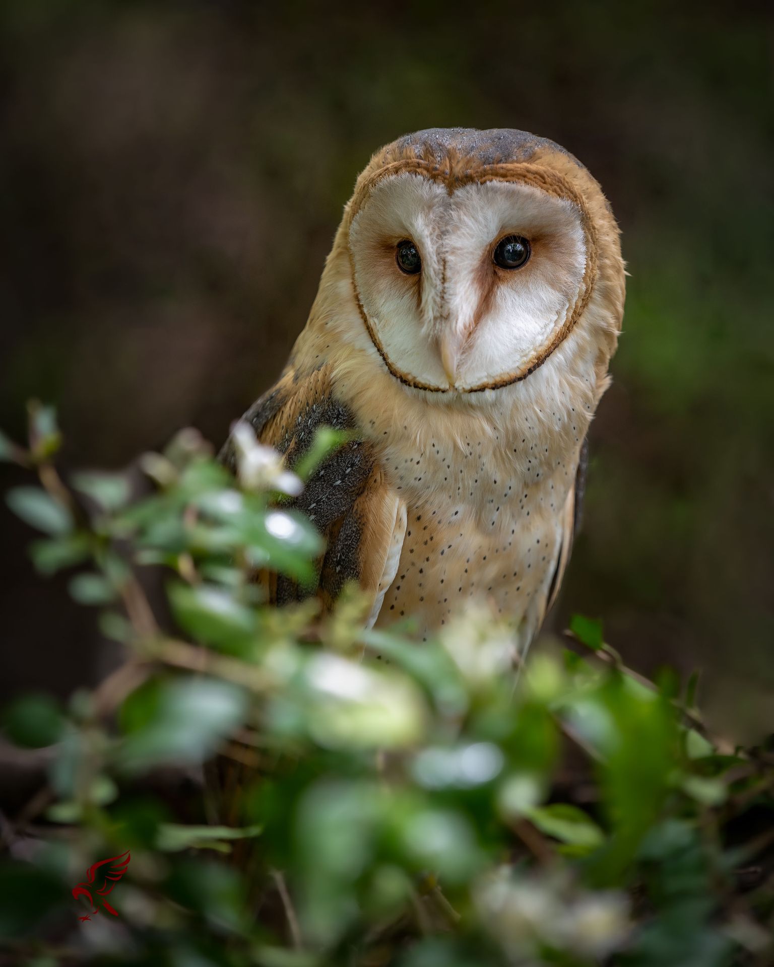 Dr Who the Barn Owl