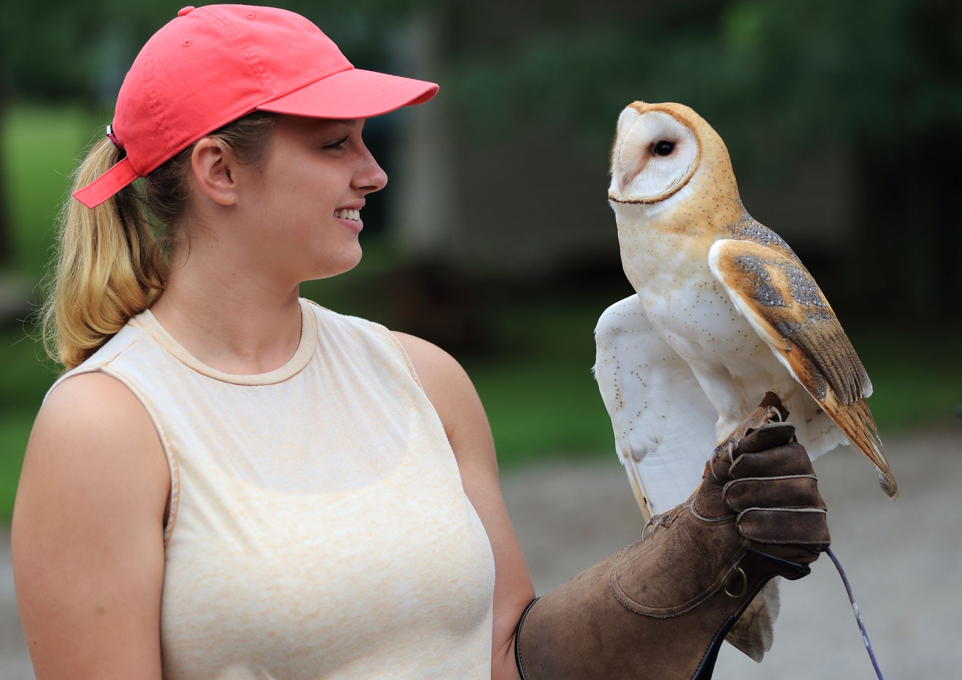 Quinny the Barn Owl