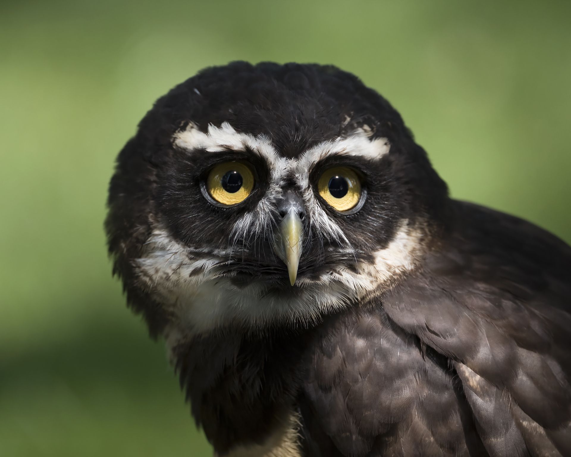 Edison the African Spectacled Owl