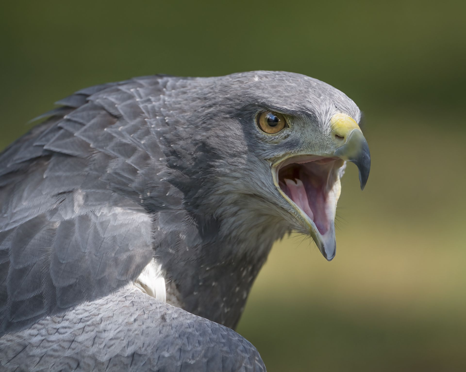 Chava the Patagonian Buzzard Eagle