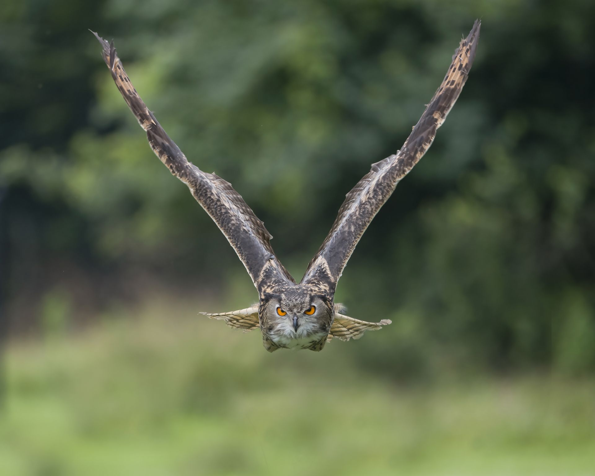 Henson the Eurasian Eagle Owl