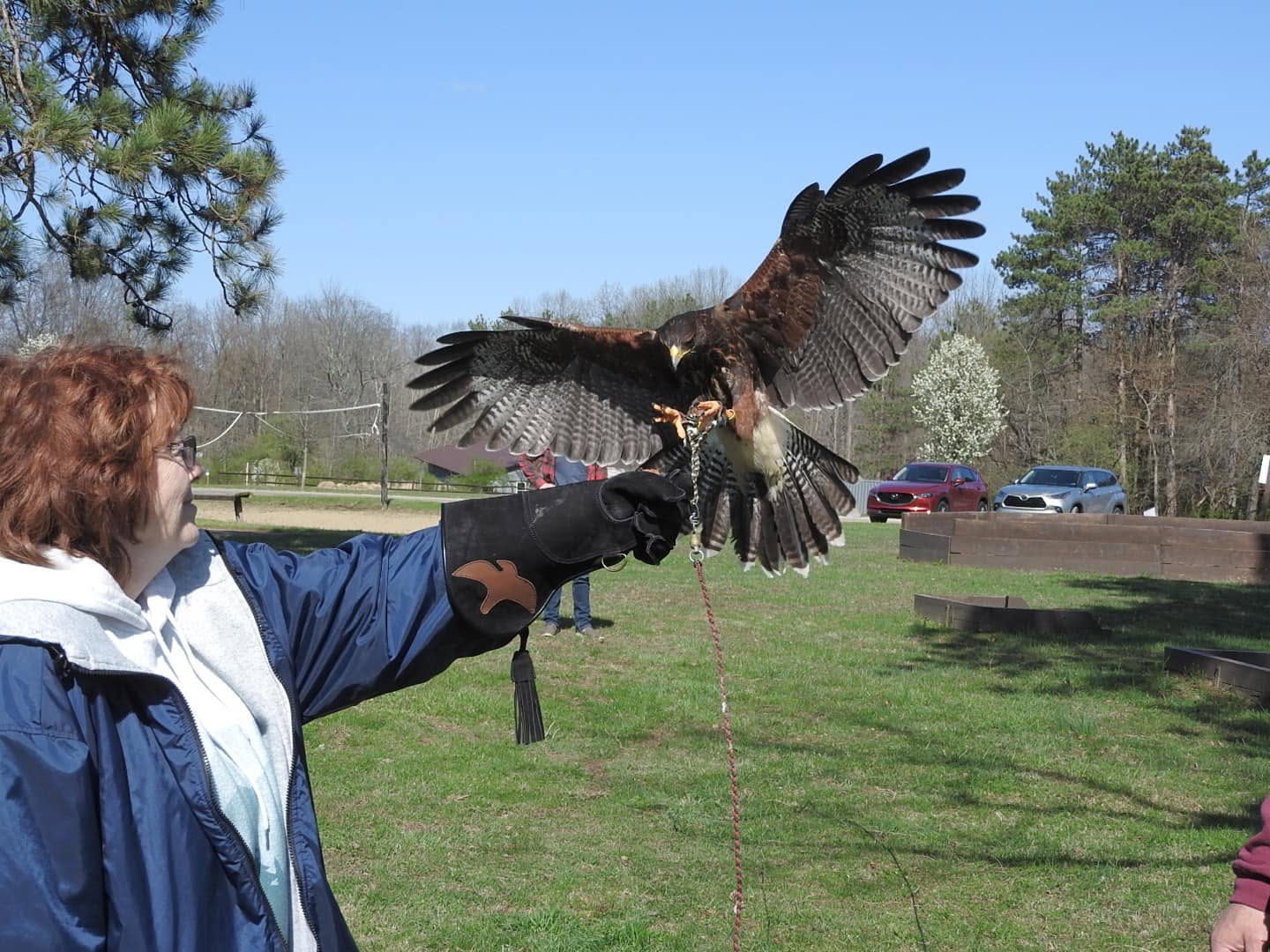 Rebi the Harris Hawk