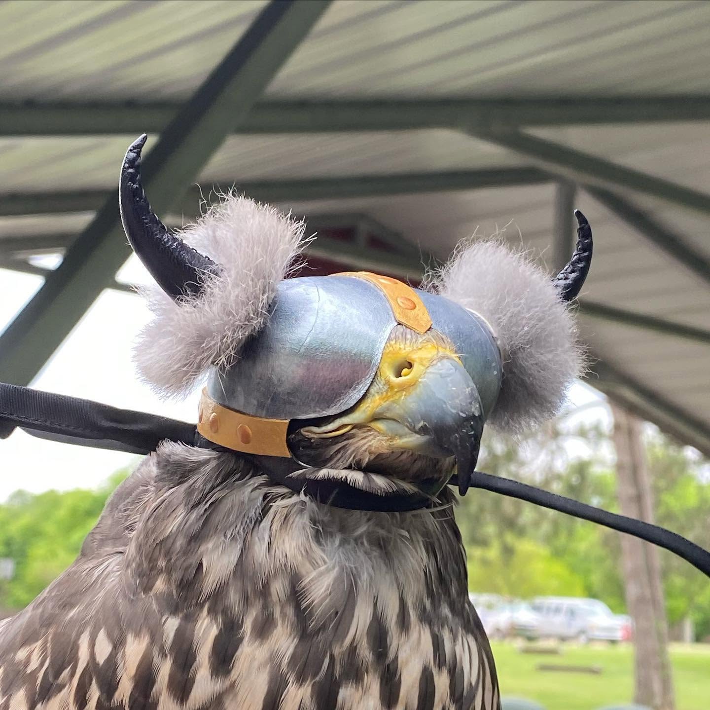 Cruella the Gyr Falcon