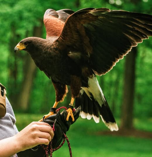 Manny the Harris Hawk